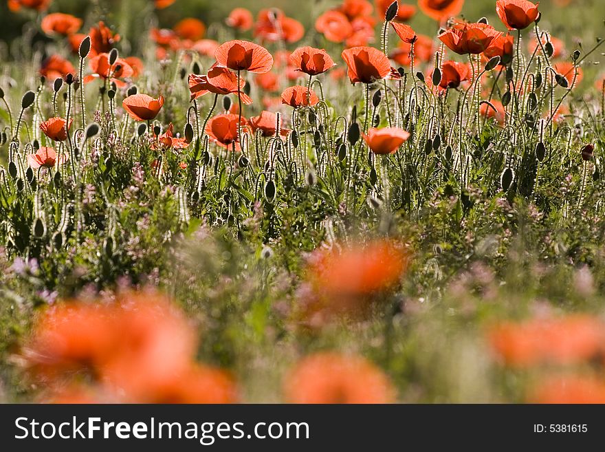 Poppy field with foreground in blur