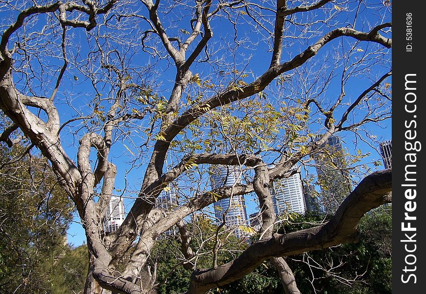 Tree in Sydney bothanic garden. Tree in Sydney bothanic garden