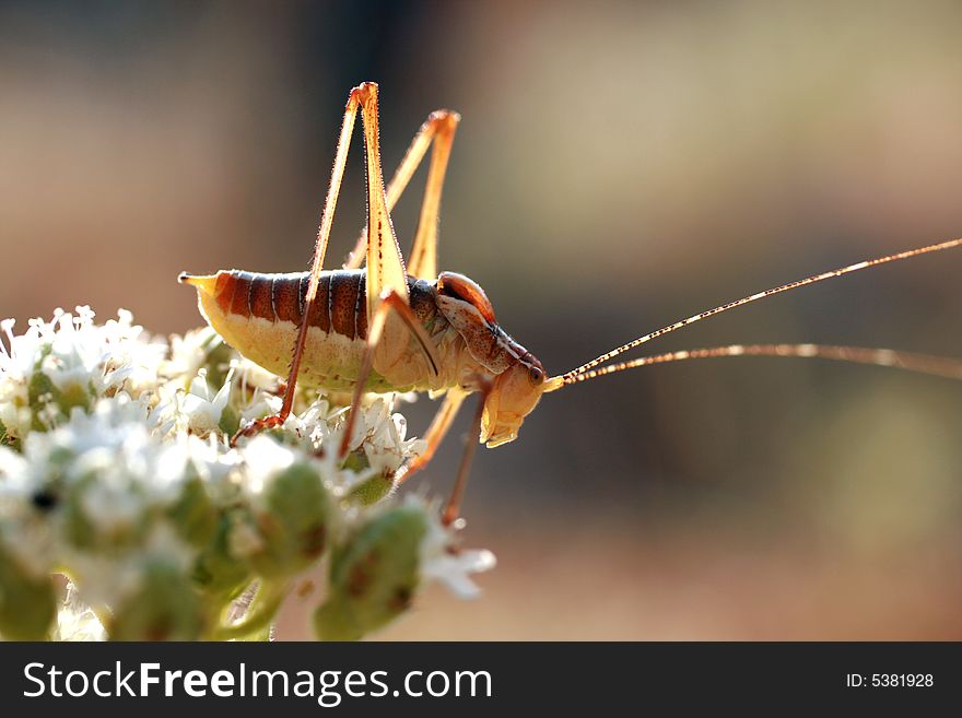 Close-up shot of a grasshopper on a flower