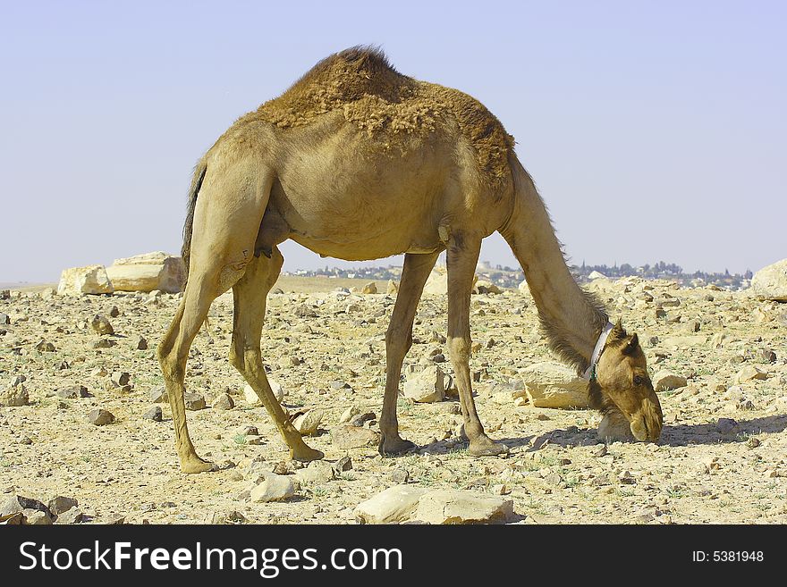 Camel In Judean Desert
