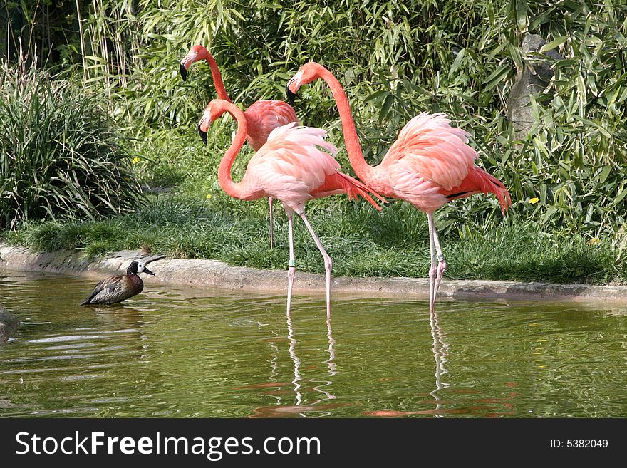 Zoo in Vienna, pink flamingos