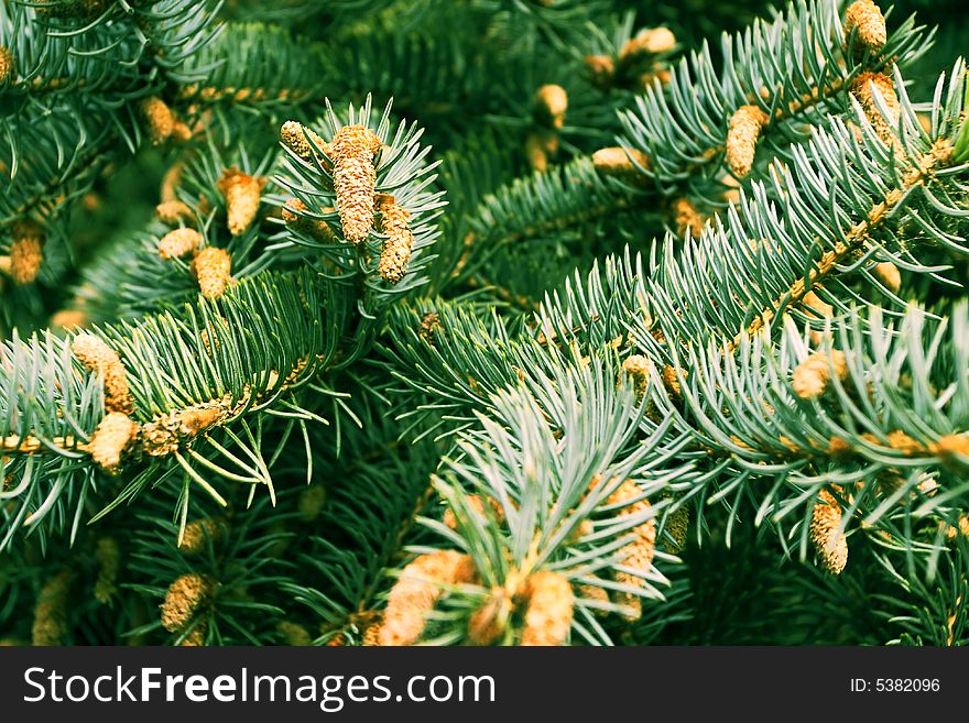 Background - fir tree at spring. Background - fir tree at spring