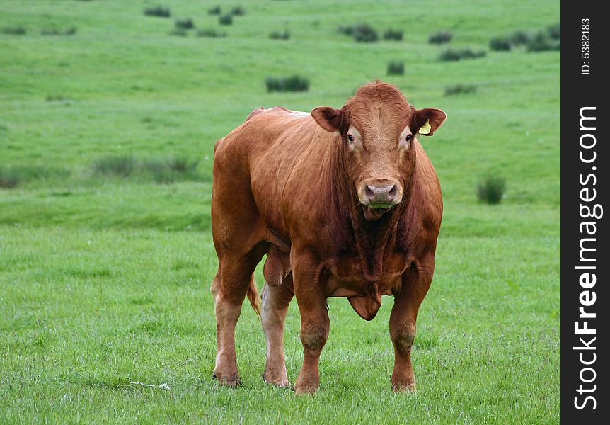 Big brown bull in a field. Big brown bull in a field