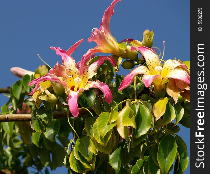 Exotic tree in full blossom. Exotic tree in full blossom