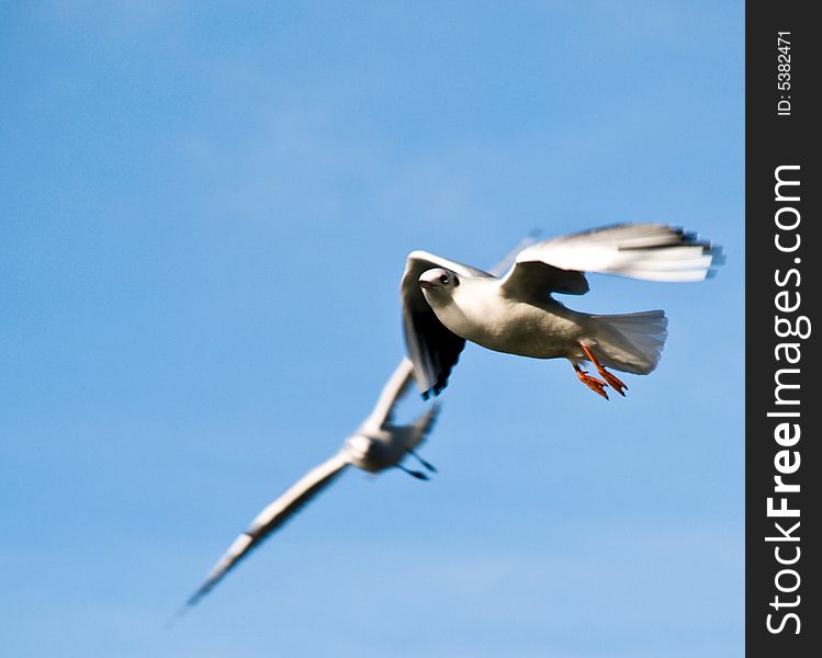 Photo of sea gulls in flight