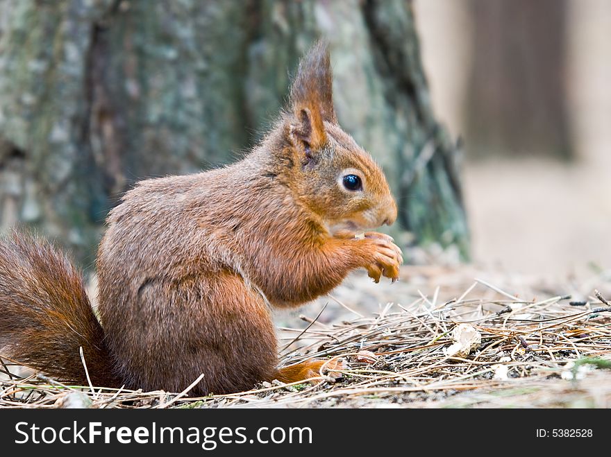 Photo of the now rare species of ed squirrel. Photo of the now rare species of ed squirrel