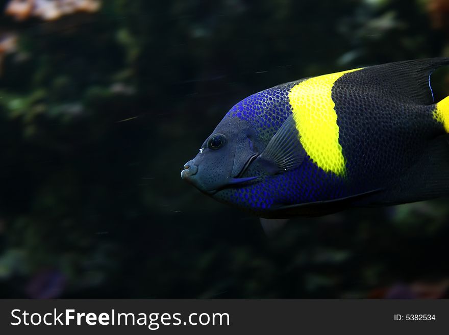 Big colorful fish speeding in an aquarium