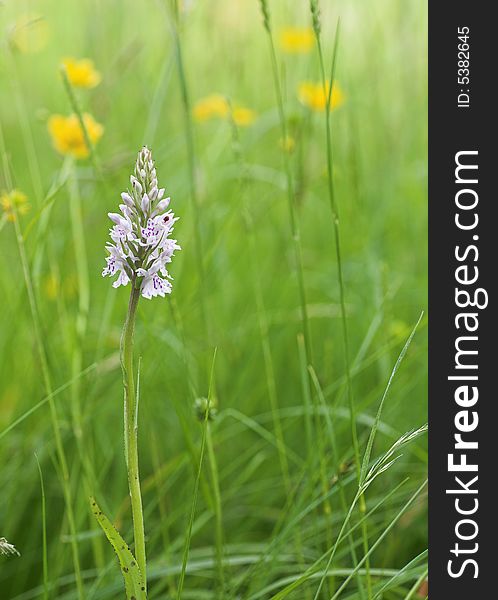 A wild spotted orchid growing in a meadow with buttercups. A wild spotted orchid growing in a meadow with buttercups.