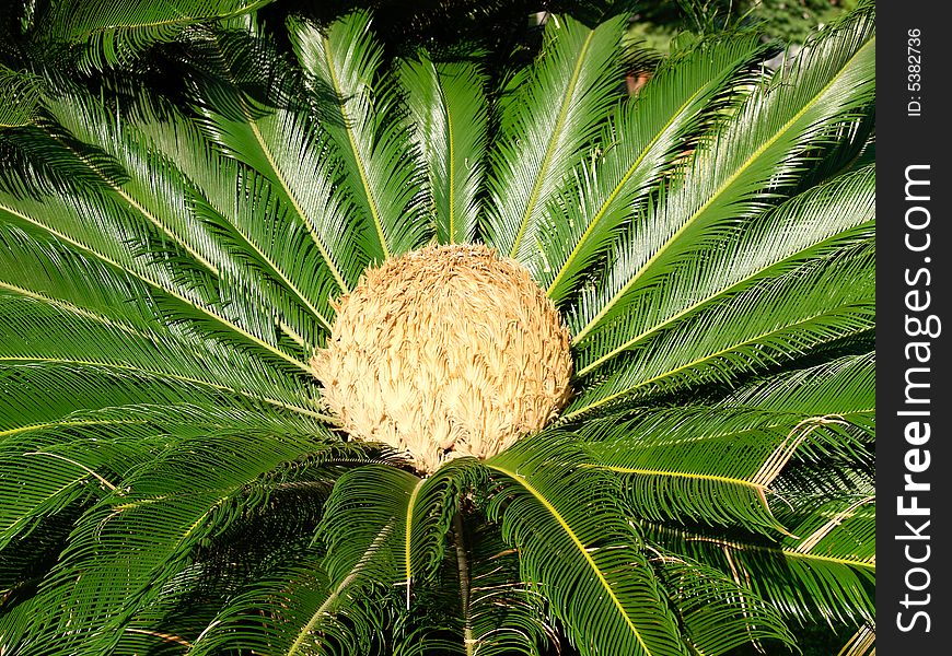 An exotic plant from a monte carlo garden. An exotic plant from a monte carlo garden