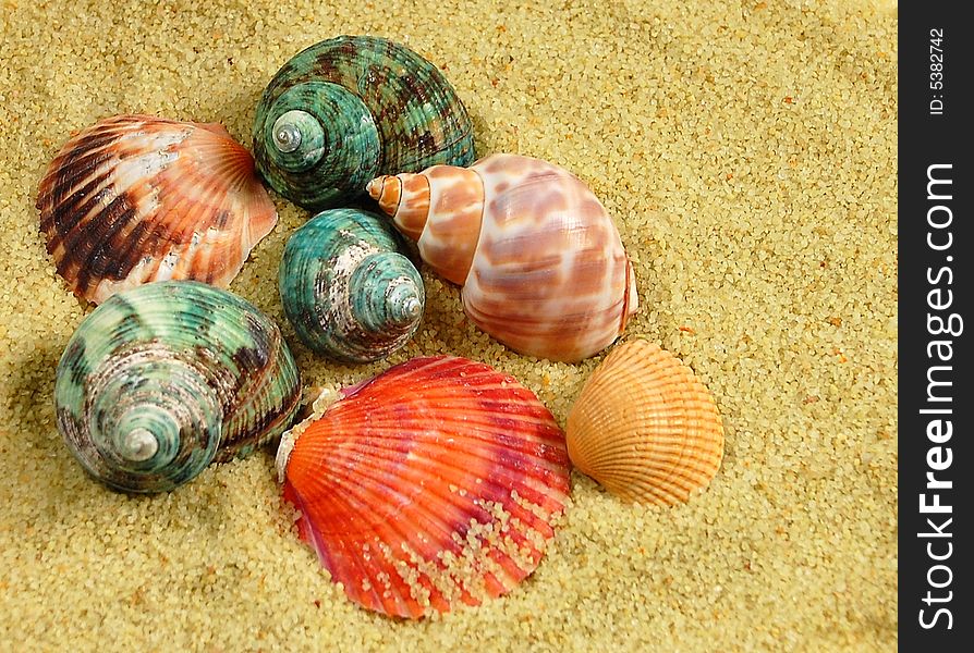 Colourful seashells in brown sand. Colourful seashells in brown sand