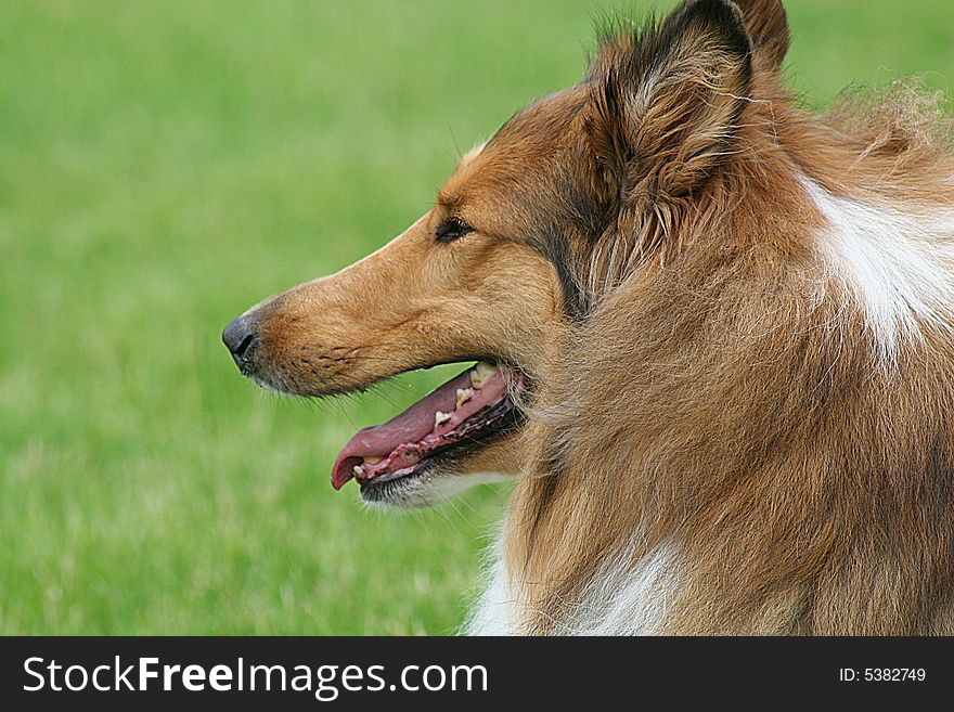 The Rough Collie is a breed of dog developed originally for herding in Scotland. It is well known because of the works of author Albert Payson Terhune, and was popularized in later generations by the Lassie novel, movies, and television shows.