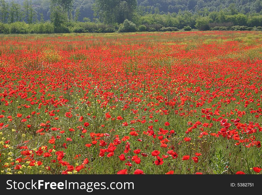 Field Of Poppies