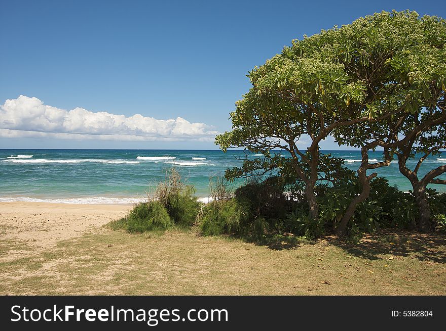 Inviting Tropical Trees on Shore - Kauai Coast. Inviting Tropical Trees on Shore - Kauai Coast