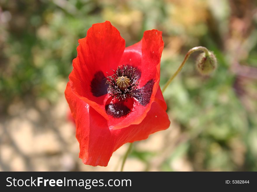 Poppy flower in a field in Tuscany, Italy