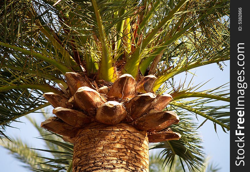 Detail of a palm tree. Detail of a palm tree