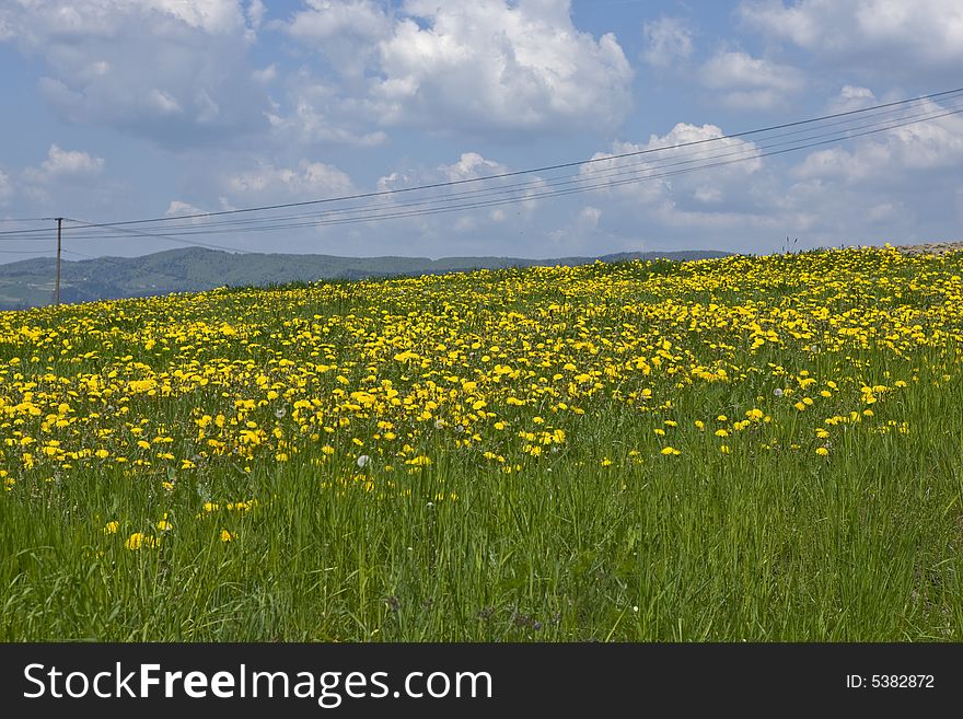 Green Field and yellow flowers tree