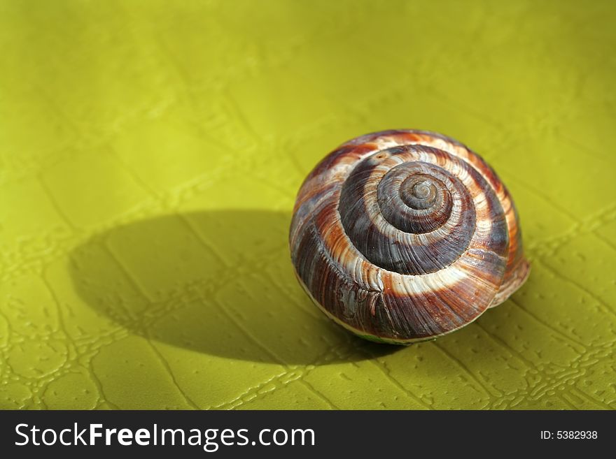 Empty Snail Shell on green background