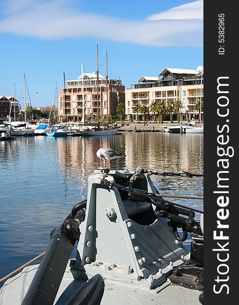 Seagull on boat in a Cape Town Harbor, South Africa