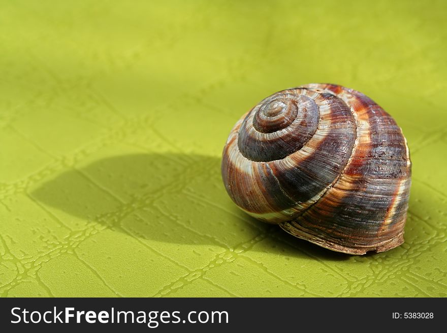 Empty Snail shell on green surface