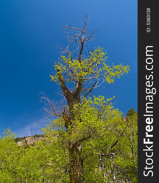 An old tree in a spring forest under a deep blue sky. An old tree in a spring forest under a deep blue sky.