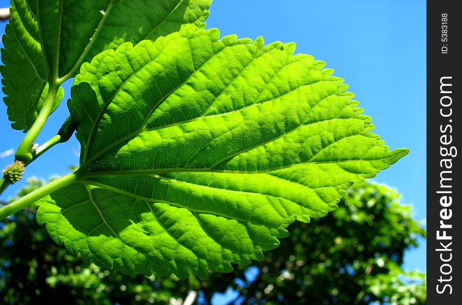 Close-up a green leaf