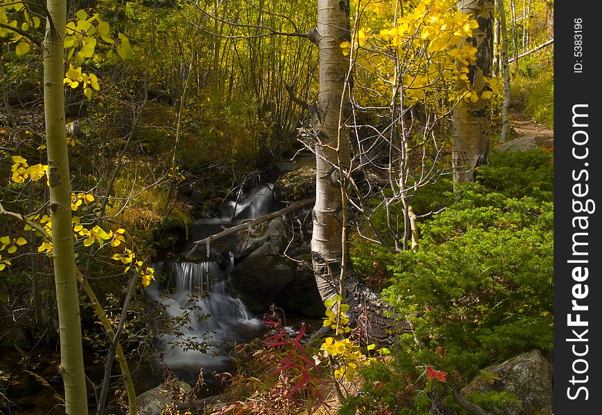 Autumn Colors broken by a cascading brook in Colorado's Rocky Mountains. Autumn Colors broken by a cascading brook in Colorado's Rocky Mountains