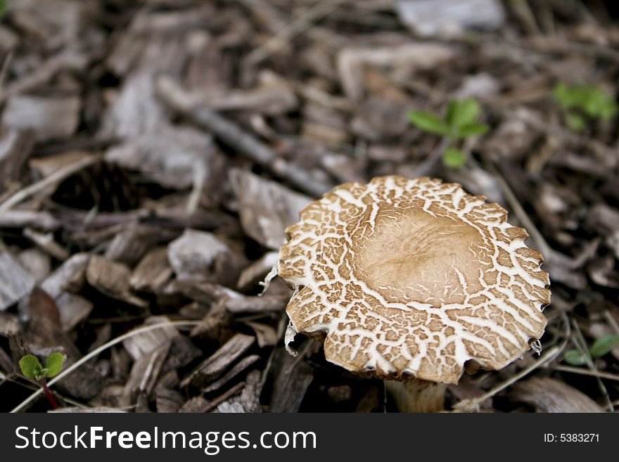Wild mushroom in the mulch