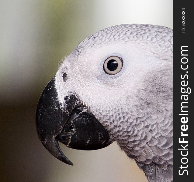 Max our african grey who has just turned 1 years old