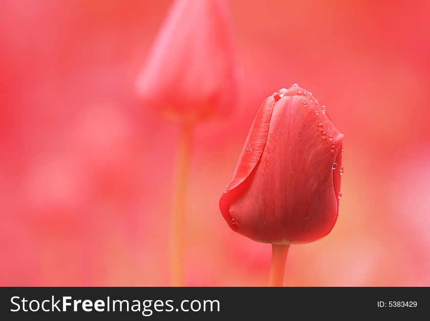The pink tulips can be used for a congratulatory card or for a background