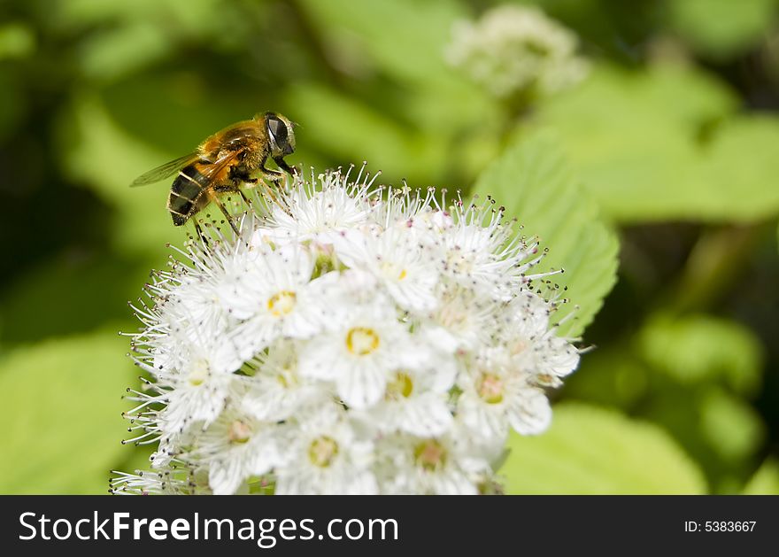 Honey Bee feeding on a white flower