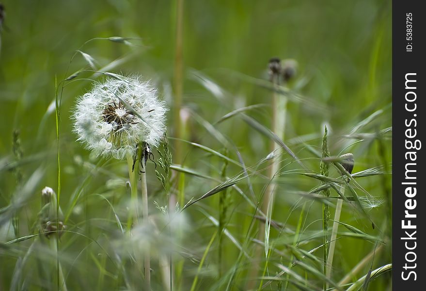 Dandelion And Grasses