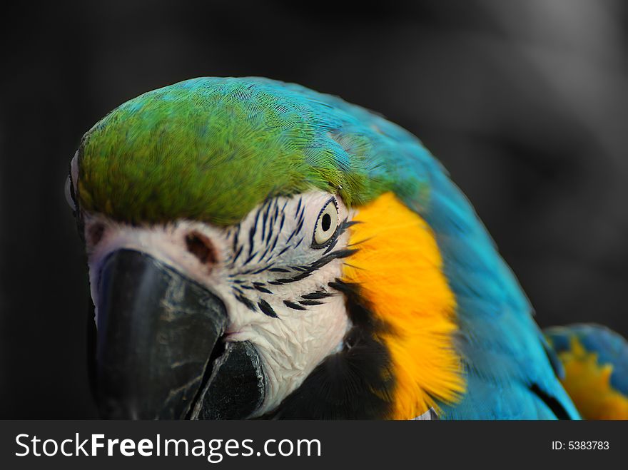 Close up of a brightly coloured Macaw. Close up of a brightly coloured Macaw