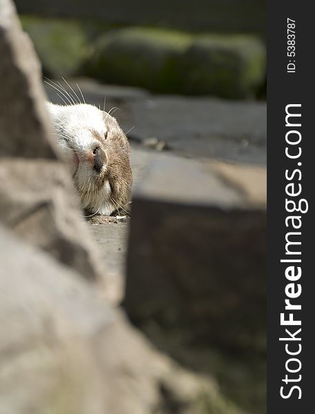 View of otter lazing in the summers sun between some rocks