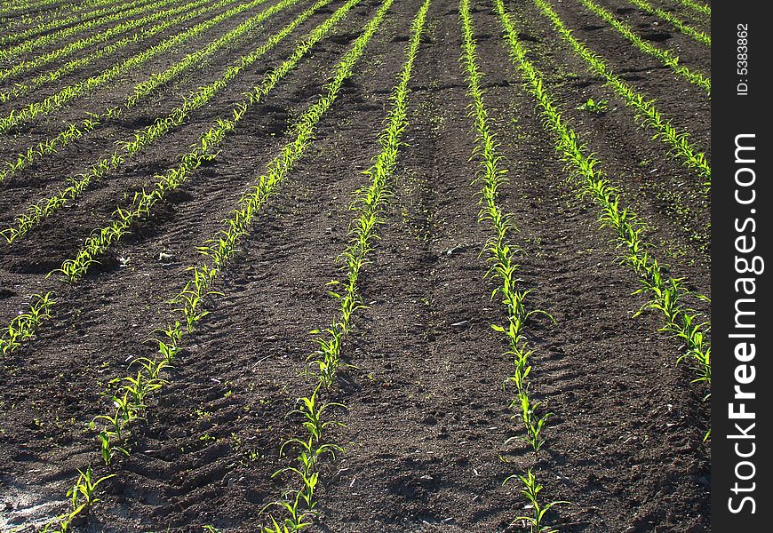 Newly planted corn field green lines effect. Newly planted corn field green lines effect