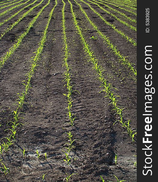 Newly planted corn field green lines effect