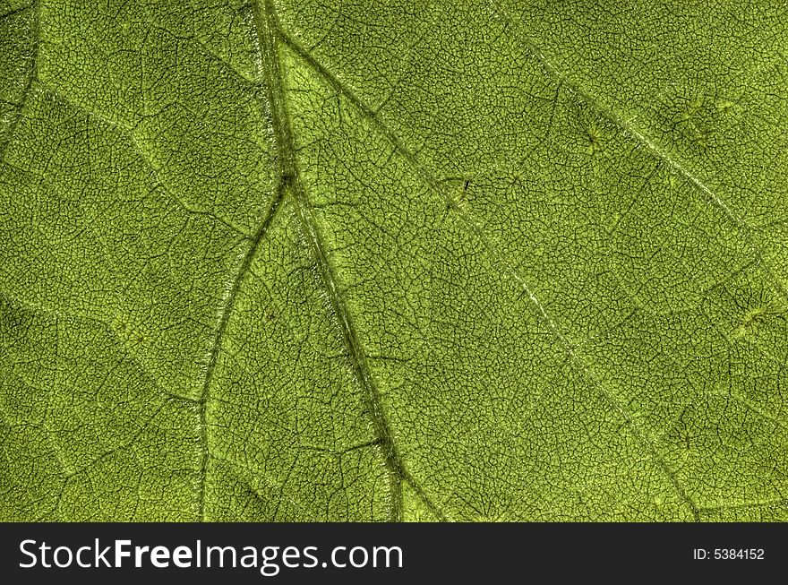 Photo of a leaf, macro. Photo of a leaf, macro.