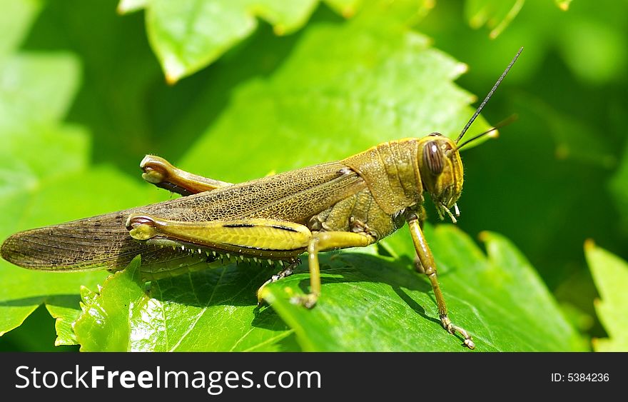 Grasshopper camouflaged in green leves. Grasshopper camouflaged in green leves.