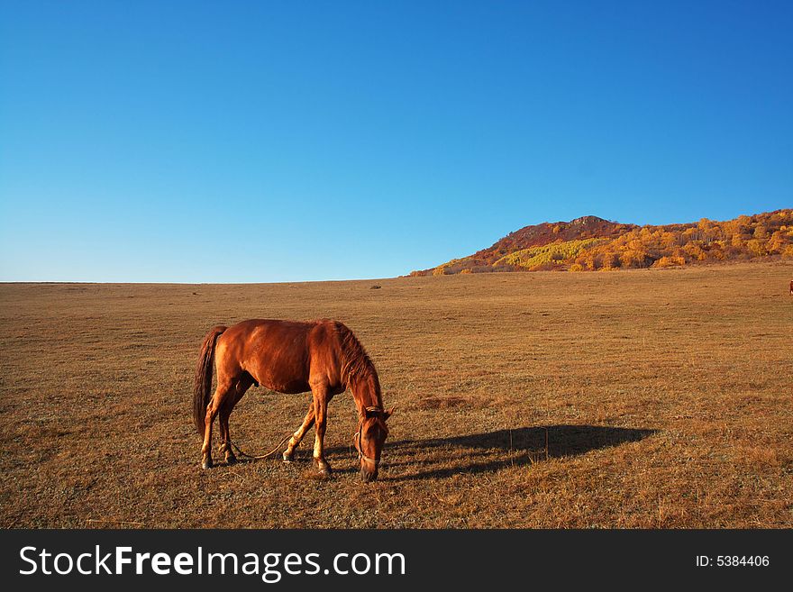 A horse is eatting grass leisurely