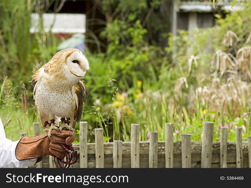 A barn own resting on keepers hand. A barn own resting on keepers hand