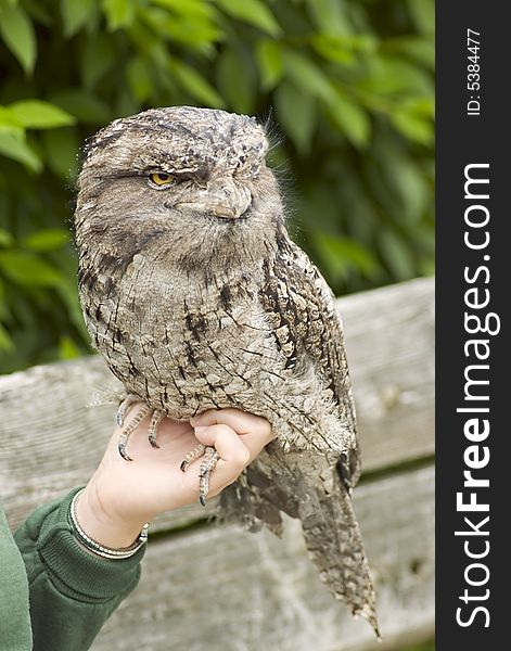 Austrailian frogmouth resting on keepers hand