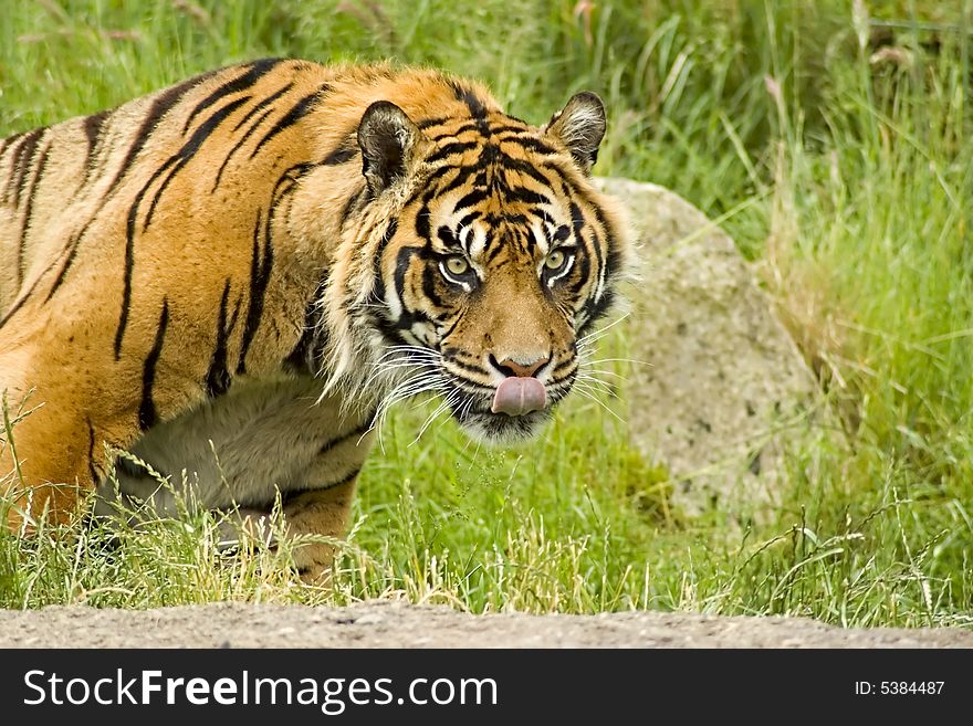 Sumatran Tiger lounging on a grassy hillside