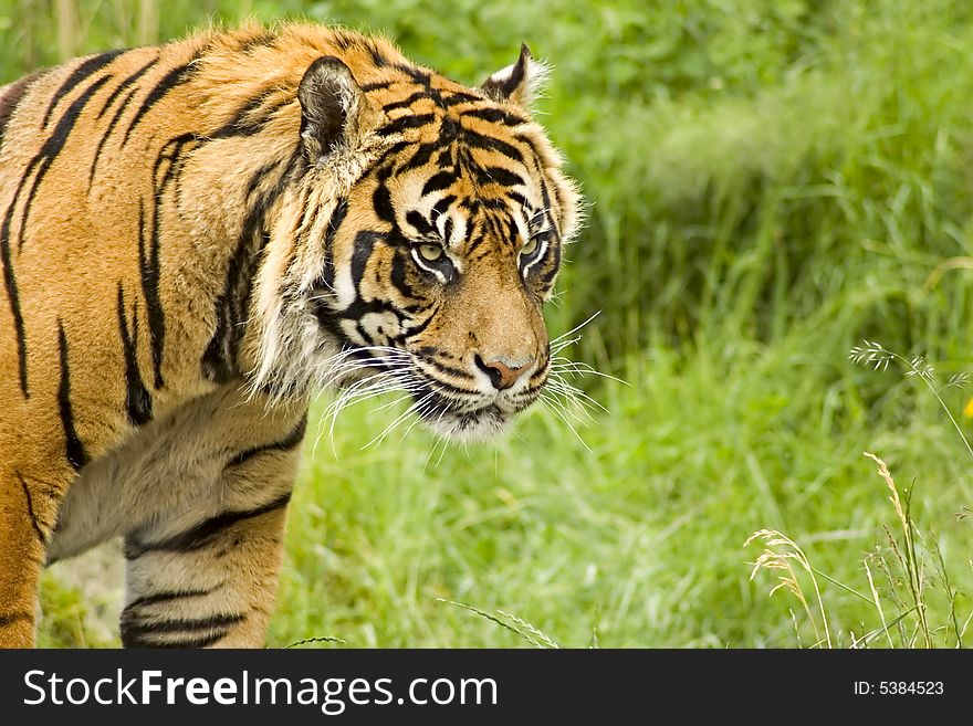 Sumatran Tiger lounging on a grassy hillside