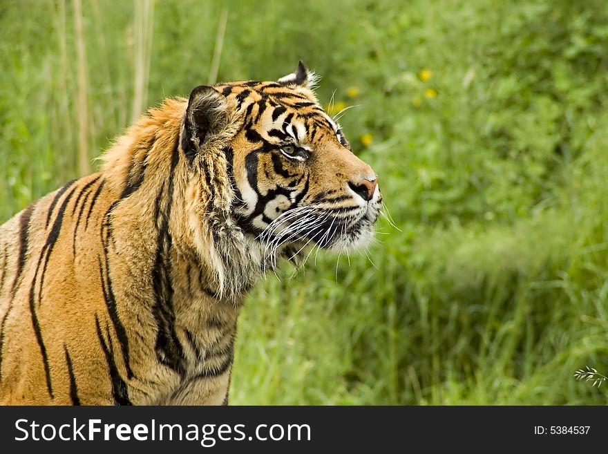 Sumatran Tiger lounging on a grassy hillside