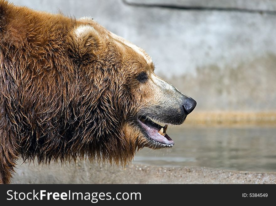 Brown bear heading into the photo with a water and rock background