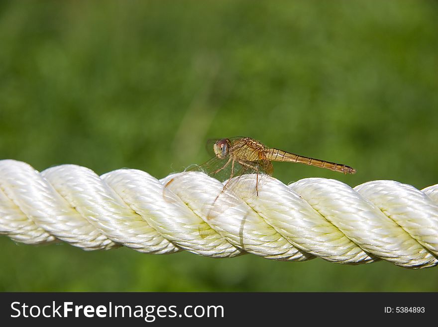 Dragonfly on rope