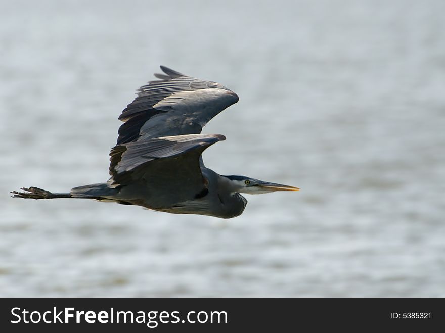 Great blue heron in flight over water