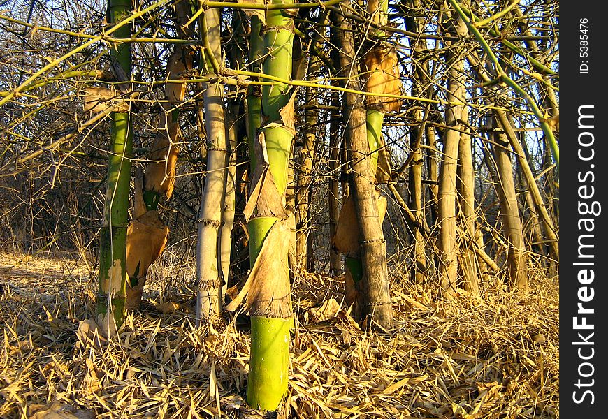 Green Bamboo sticks with dry leaves around. Green Bamboo sticks with dry leaves around