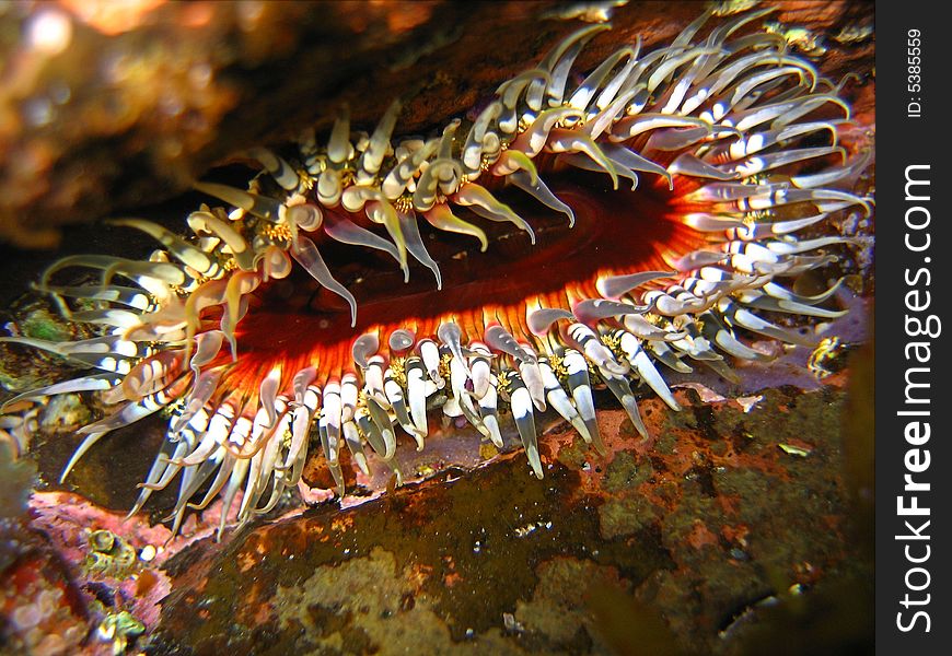 Colourful Anemone on sunny day, temperate waters of Sydney