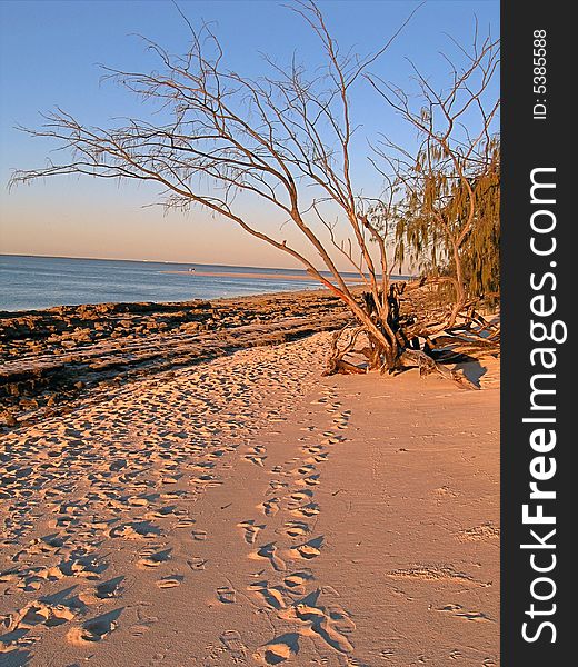 Footprints on the beach of coral island. Leaning tree. Calm warm morning. Footprints on the beach of coral island. Leaning tree. Calm warm morning.