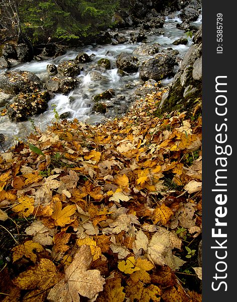 Yellow maple leaves next to the clean water stream. Yellow maple leaves next to the clean water stream